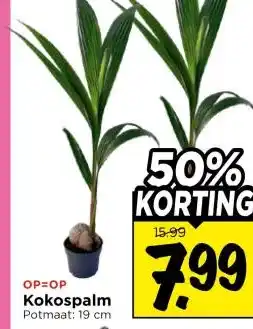 Vomar Voordeelmarkt Kokospalm aanbieding