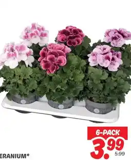 Dekamarkt GERANIUM* aanbieding