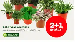 Welkoop Alle mini plantjes aanbieding