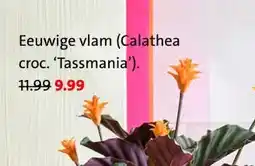 Intratuin Eeuwige vlam (Calathea croc. 'Tassmania'). aanbieding