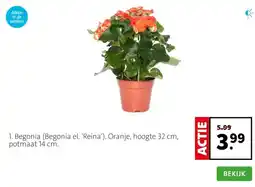 Intratuin 1. Begonia (Begonia el. 'Reina'). Oranje, hoogte 32 cm, potmaat 14 cm. aanbieding