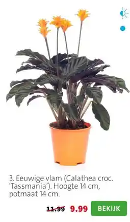 Intratuin 3. Eeuwige vlam (Calathea croc. ‘Tassmania’). Hoogte 14 cm, potmaat 14 cm. aanbieding