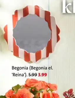 Intratuin Begonia (Begonia el. 'Reina'). aanbieding