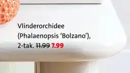 Intratuin Vlinderorchidee (Phalaenopsis 'Bolzano'), aanbieding
