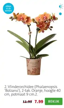 Intratuin 2. Vlinderorchidee (Phalaenopsis ‘Bolzano’), 2-tak. Oranje, hoogte 40 cm, potmaat 9 cm.2. aanbieding