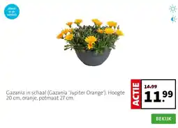 Intratuin Gazania in schaal (Gazania 'Jupiter Orange'). Hoogte 20 cm, oranje, potmaat 27 cm. aanbieding