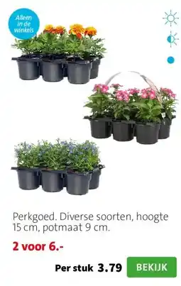 Intratuin Perkgoed. Diverse soorten, hoogte 15 cm, potmaat 9 cm. aanbieding