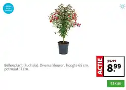 Intratuin Bellenplant (Fuchsia). Diverse kleuren, hoogte 65 cm, potmaat 17 cm. aanbieding