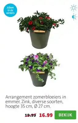Intratuin Arrangement zomerbloeiers in emmer. Zink, diverse soorten, hoogte 35 cm, Ø 27 cm. aanbieding