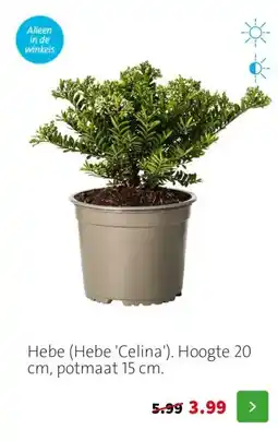 Intratuin Hebe (Hebe 'Celina'). Hoogte 20 cm, potmaat 15 cm. aanbieding