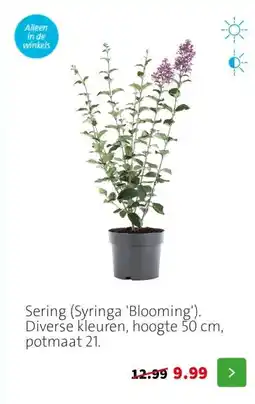 Intratuin Sering (Syringa 'Blooming'). Diverse kleuren, hoogte 50 cm, potmaat 21. aanbieding