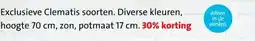 Intratuin Exclusieve Clematis soorten. Diverse kleuren, aanbieding
