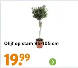 GAMMA Olijf op stam 95-105 cm aanbieding