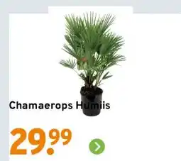 GAMMA Chamaerops Humiis aanbieding
