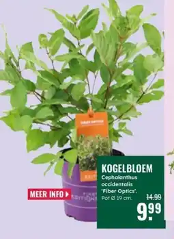 GroenRijk Kogelbloem aanbieding