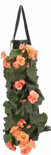 Intratuin Wandhanger met Begonia (Begonia grandiflora) oranje D 50 H 25 cm aanbieding