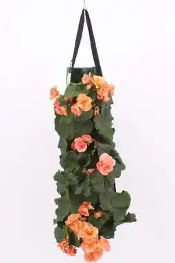 Intratuin Wandhanger met Begonia (Begonia grandiflora) oranje D 50 H 25 cm aanbieding