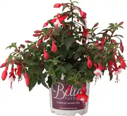 Intratuin Bellenplant (Fuchsia 'Bella Hilda') D 10,5 H 22,5 cm aanbieding