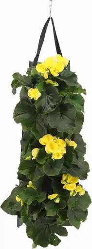 Intratuin Wandhanger met Begonia (Begonia grandiflora ) geel D 50 H 25 cm aanbieding