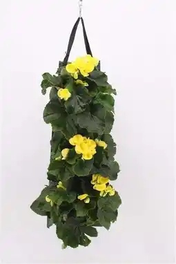 Intratuin Wandhanger met Begonia (Begonia grandiflora ) geel D 50 H 25 cm aanbieding