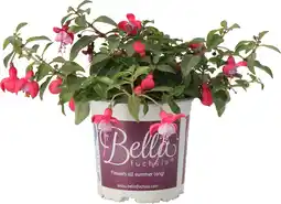 Intratuin Bellenplant (Fuchsia 'Bella Maria') D 10,5 H 22,5 cm aanbieding