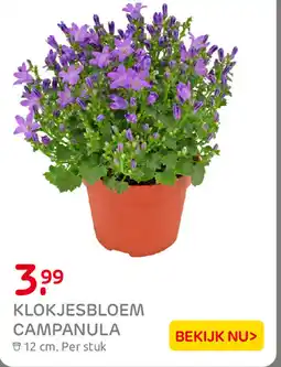 Praxis Klokjesbloem Campanula aanbieding