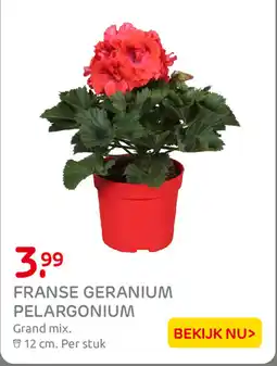 Praxis Franse Geranium Pelargonium aanbieding