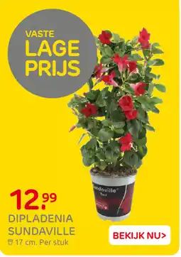 Praxis Dipladenia Sundaville aanbieding