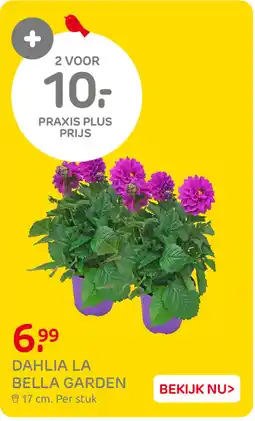 Praxis Dahlia la bella garden aanbieding
