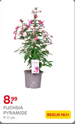 Praxis Fuchsuia Pyramide aanbieding