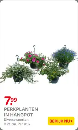 Praxis Perkplanten in Hangpot aanbieding