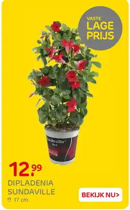 Praxis Dipladenia Sundaville aanbieding