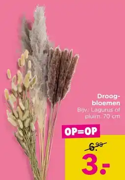 Xenos Droog- bloemen aanbieding