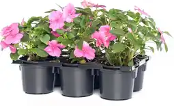 Intratuin Vlijtig liesje (Impatiens walleriana) D 9 H 10 cm aanbieding