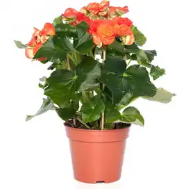 Intratuin Begonia (Begonia elatior 'Reina') D 14 H 30 cm aanbieding