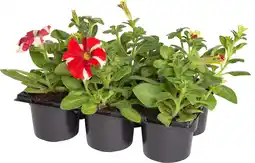 Intratuin Petunia (Petunia) rood D 9 H 15 cm aanbieding