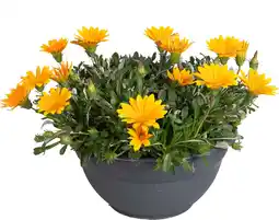 Intratuin Middaggoud (Gazania 'Jupiter Orange') D 27 H 20 cm aanbieding