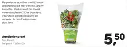 HANOS Aardbeienplant aanbieding