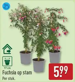 ALDI Fuchsia op stam aanbieding