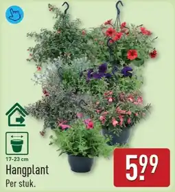 ALDI Hangplant aanbieding
