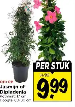 Vomar Voordeelmarkt Jasmijn of Dipladenia aanbieding