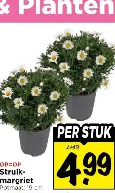 Vomar Voordeelmarkt Struik- margriet aanbieding