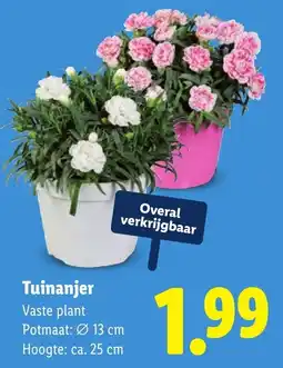 Lidl Tuinanjer aanbieding