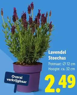Lidl Lavendel Stoechas aanbieding