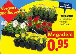 Lidl Perkplantjes aanbieding