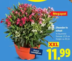 Lidl Oleander in schaal XXL aanbieding