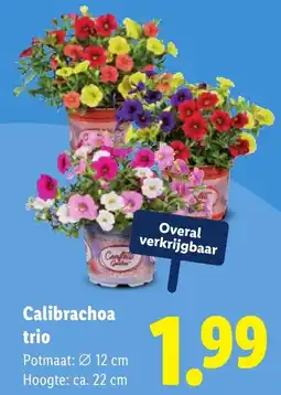 Lidl Calibrachoa trio aanbieding