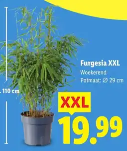 Lidl Furgesia XXL aanbieding