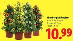 Lidl Thunbergia klimplant aanbieding