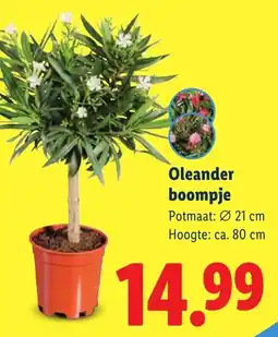 Lidl Oleander Boompje aanbieding